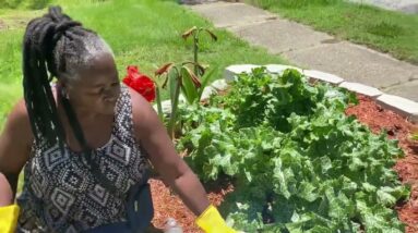 Grow Milk Thistle | Milk Thistle Stem Processing