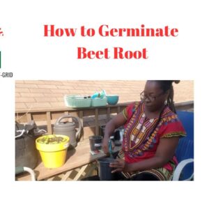 How to Germinate Beet Roots | Nutritional Effects of Beet Roots