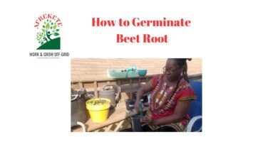 How to Germinate Beet Roots | Nutritional Effects of Beet Roots