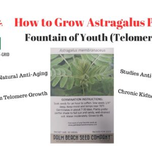 How to Grow Astragalus Plant | Fountain of Youth (Telomeres)