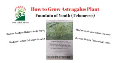 How to Grow Astragalus Plant | Fountain of Youth (Telomeres)