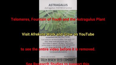 How to Grow Astragalus Plant | Fountain of Youth (Telomeres) #shorts