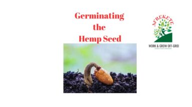 How to Grow Hemp from Seed | Benefits of Hemp Seeds