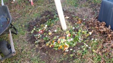 How to Replenish Soil with Fruit and Vegetable Scraps | Soil Replenish
