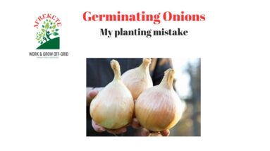 My Growing Onions from seed mistake | Growing more Walla Onions