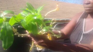 Potting Insulin Plants from Cuttings | Costus Igneus for Diabetes