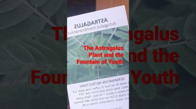 The Astragalus Plant and Telomeres (fountain of Youth) #fountainofyouth