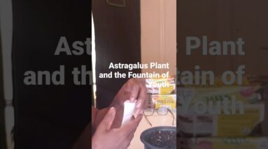 The Astragalus Plant & the Fountain of Youth #telomere